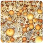 Псилоцибиновые (галлюциногенные) грибы Psilocybin "Golden Teacher" в Ярославле Псилоцибиновые (галлюциногенные) грибы Psilocybin "Golden Teacher" в Ярославле