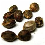 Семена марихуаны АК-47  (Seeds AK-47) в Ярославле